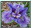 50-Iris bleuenc.jpg